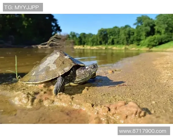 探索足球龟科的奇妙世界及其在生态系统中的重要角色与保护现状